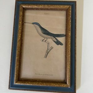 Original Naturalist's Trochilus Quadricolor 1834